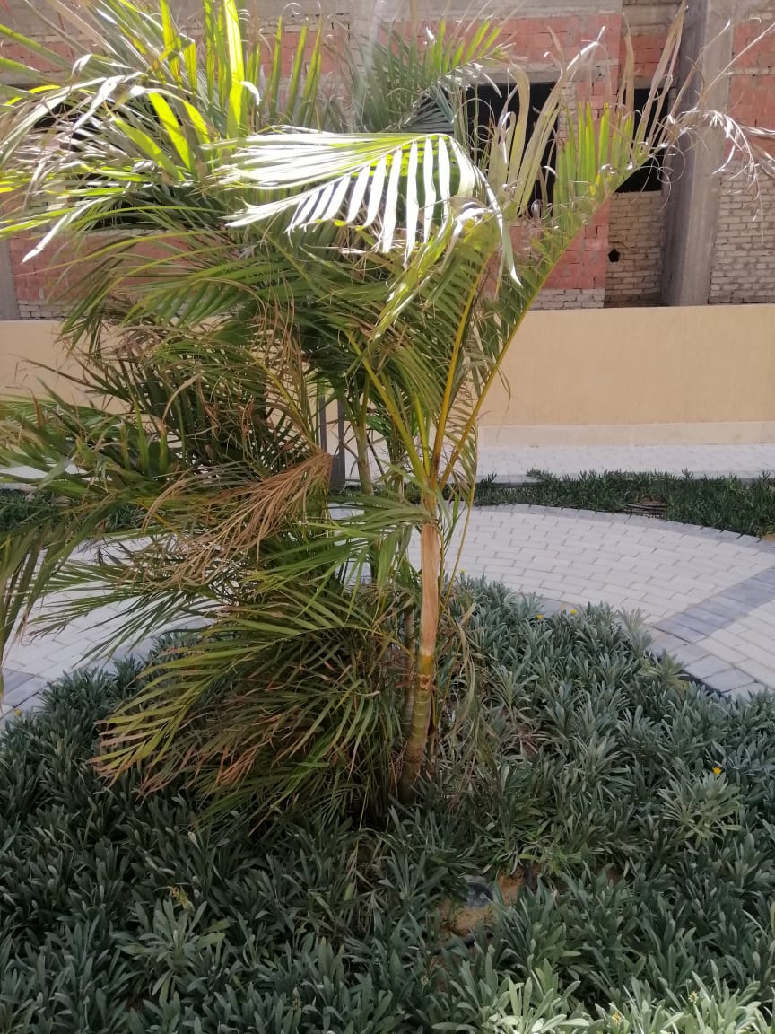 تنسيق الحدائق 2
