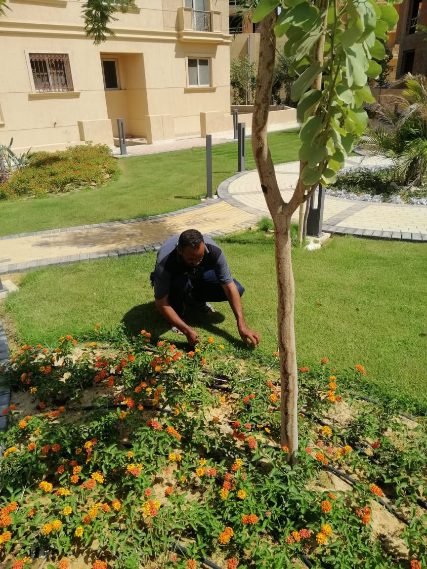 تنسيق الحدائق 5